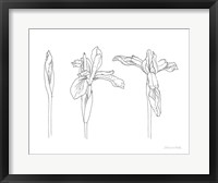 Framed Sketched Iris