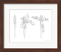 Framed Sketched Iris