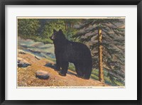 Framed Black Bear I Crop