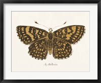 Framed Antique Butterfly II