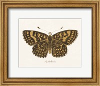 Framed Antique Butterfly II