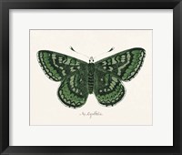 Antique Butterfly I Framed Print