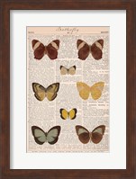Framed American Butterflies II
