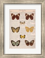 Framed American Butterflies II