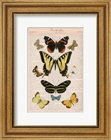 Framed American Butterflies I