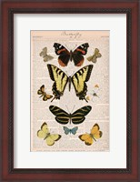 Framed American Butterflies I