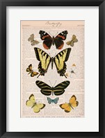 Framed American Butterflies I