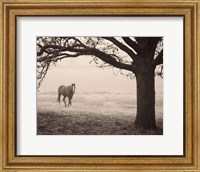 Framed Hazy Horse I