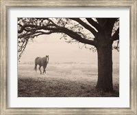 Framed Hazy Horse I