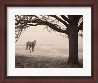 Framed Hazy Horse I