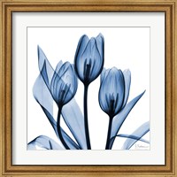 Framed Indigo Tulips