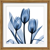 Framed Indigo Tulips