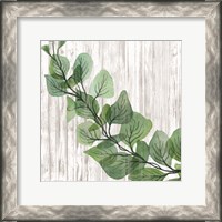 Framed Eucalyptus on White