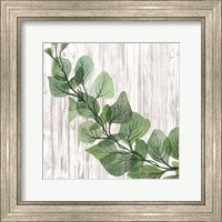 Framed Eucalyptus on White