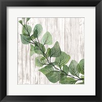Framed Eucalyptus on White