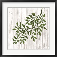 Framed Leaves on White