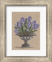 Framed Hyacinth Urn