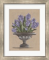 Framed Hyacinth Urn