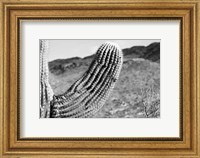Framed Saguaro