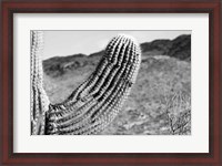 Framed Saguaro