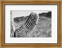 Framed Saguaro