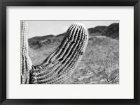 Framed Saguaro