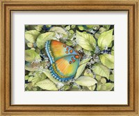 Framed Royal Butterfly