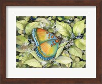 Framed Royal Butterfly