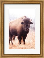 Framed American Bison V