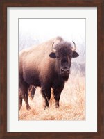 Framed American Bison V