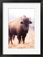 American Bison V Framed Print