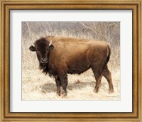 Framed American Bison I