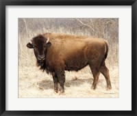 Framed American Bison I