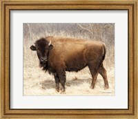 Framed American Bison I