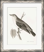 Framed Engraved Birds III BW