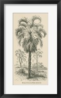 Framed Creators Wonders Book Palm