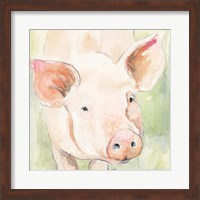 Framed Sunny the Pig II