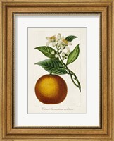 Framed Antique Citrus Fruit I