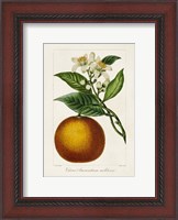 Framed Antique Citrus Fruit I