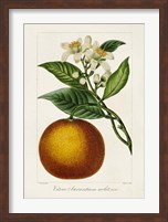 Framed Antique Citrus Fruit I