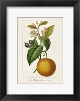 Framed Antique Citrus Fruit II