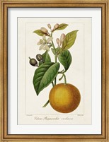 Framed Antique Citrus Fruit II