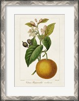 Framed Antique Citrus Fruit II