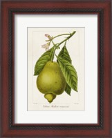 Framed Antique Citrus Fruit III