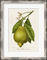 Framed Antique Citrus Fruit III