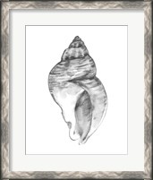 Framed Quiet Conch I