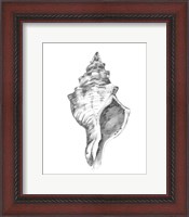 Framed Quiet Conch IV