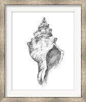 Framed Quiet Conch IV