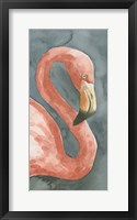 Flamingo Study I Framed Print