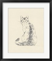 House Cat V Framed Print